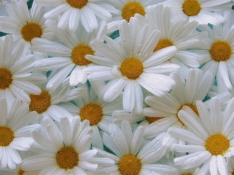 White Daisies with Water Droplets — Calm