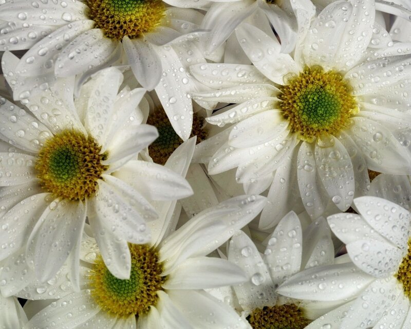 White Daisies with Water Droplets — Fresh