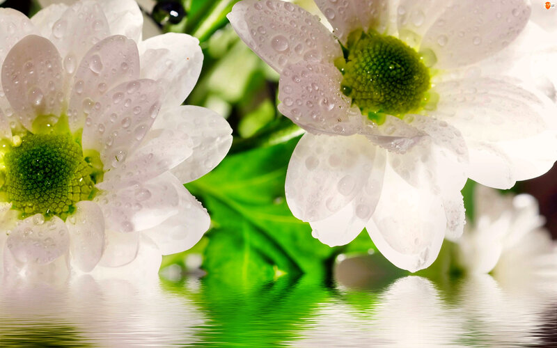 White Daisies with Water Droplets — Serene, Morning, Photograph