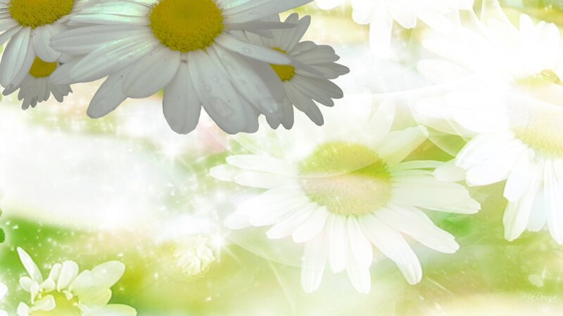 White Daisies with Water Droplets — Serene, Morning