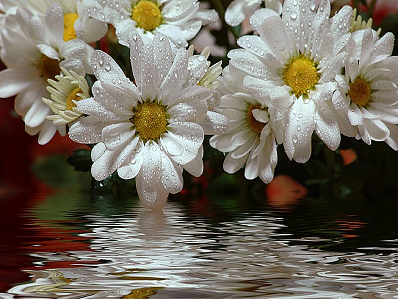 White Daisies with Water Droplets — Serene, Photograph