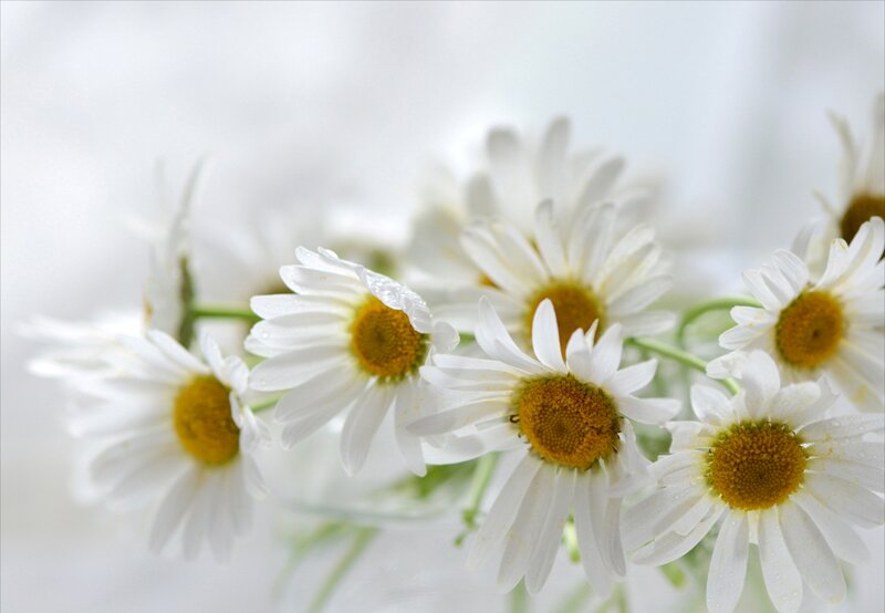 White Daisies with Water Droplets — Serene, Photograph, Water Droplets