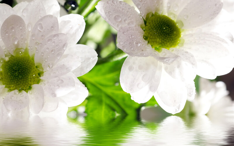 White Daisies with Water Droplets — Serene