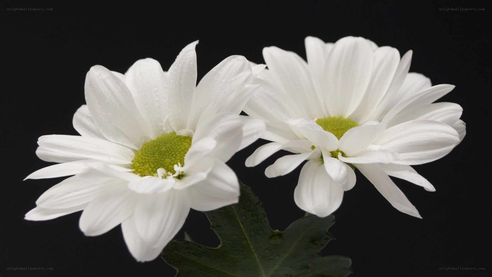White daisies with water droplets