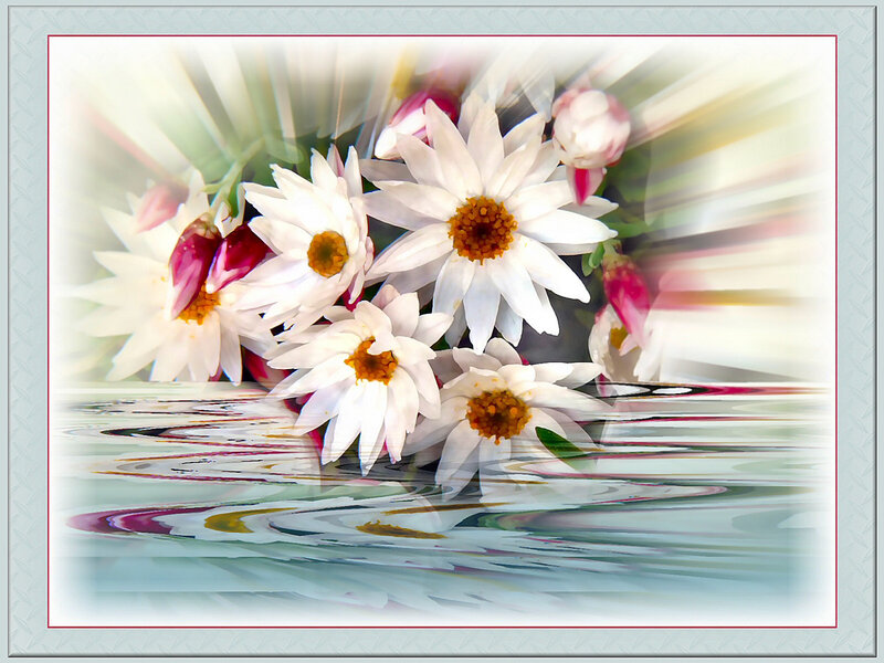 White daisies with water reflection