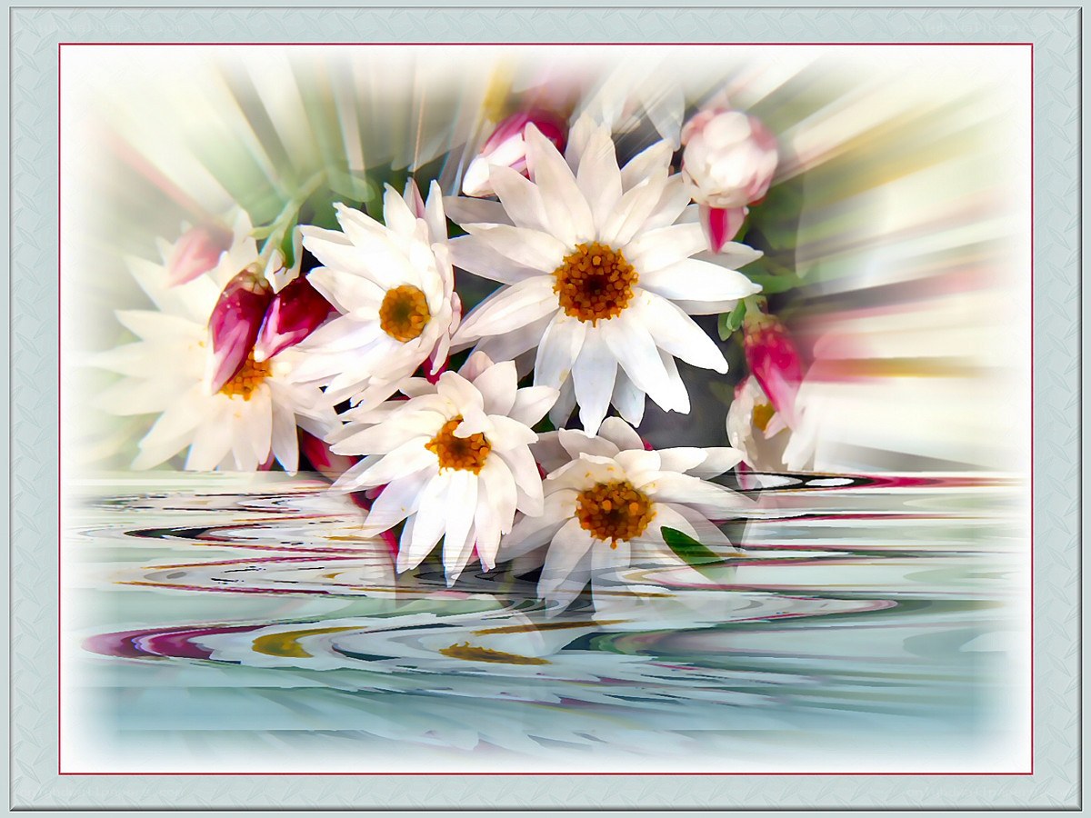 White daisies with water reflection