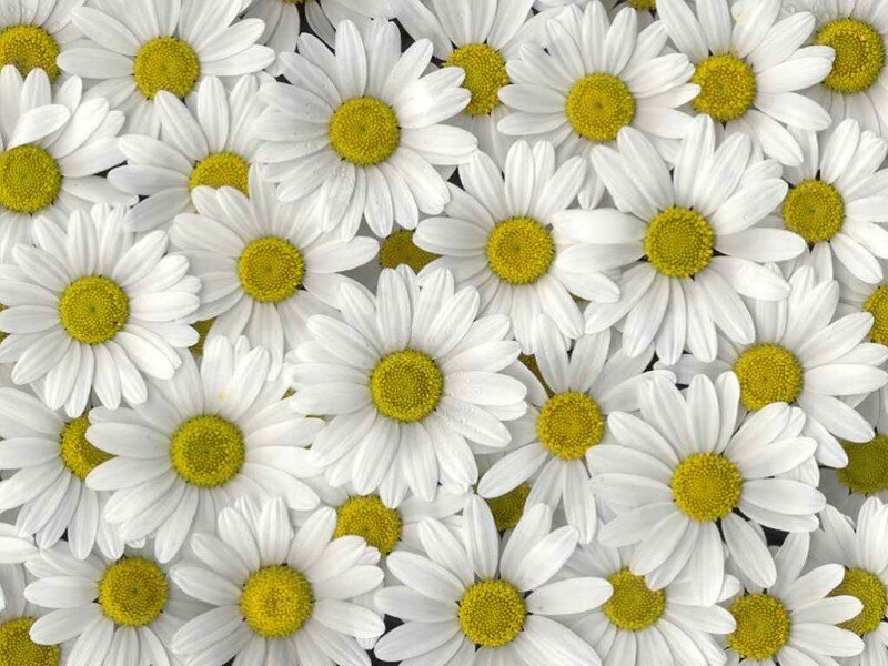 white daisies with yellow centers