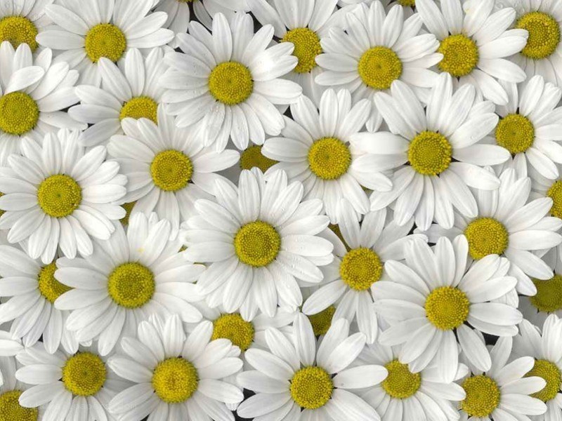 white daisies with yellow centers