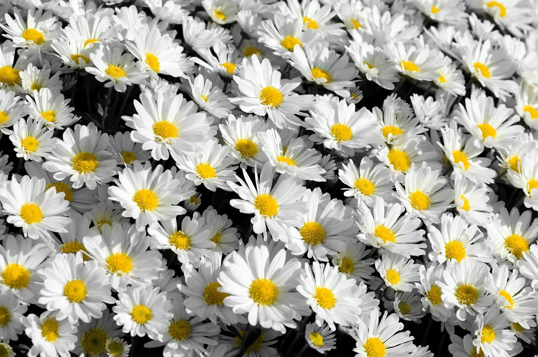 White daisies with yellow centers