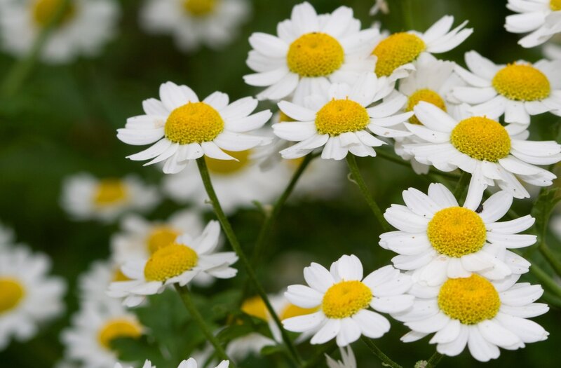 White daisies with yellow centers