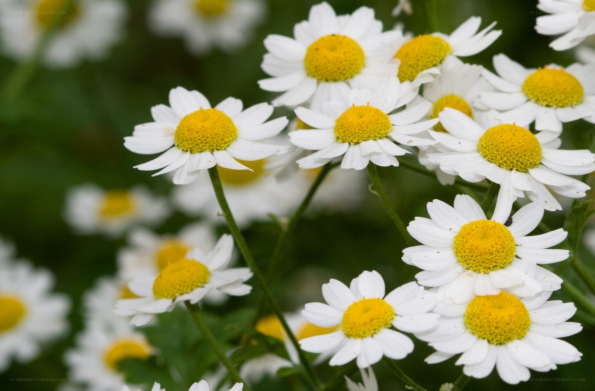 White daisies with yellow centers
