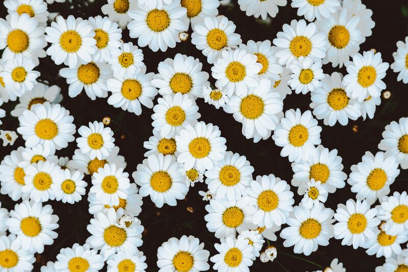 White daisies with yellow centers