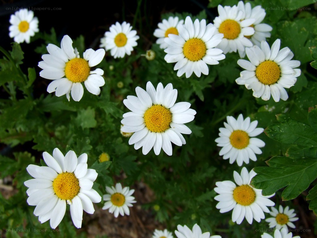 White daisies with yellow centers