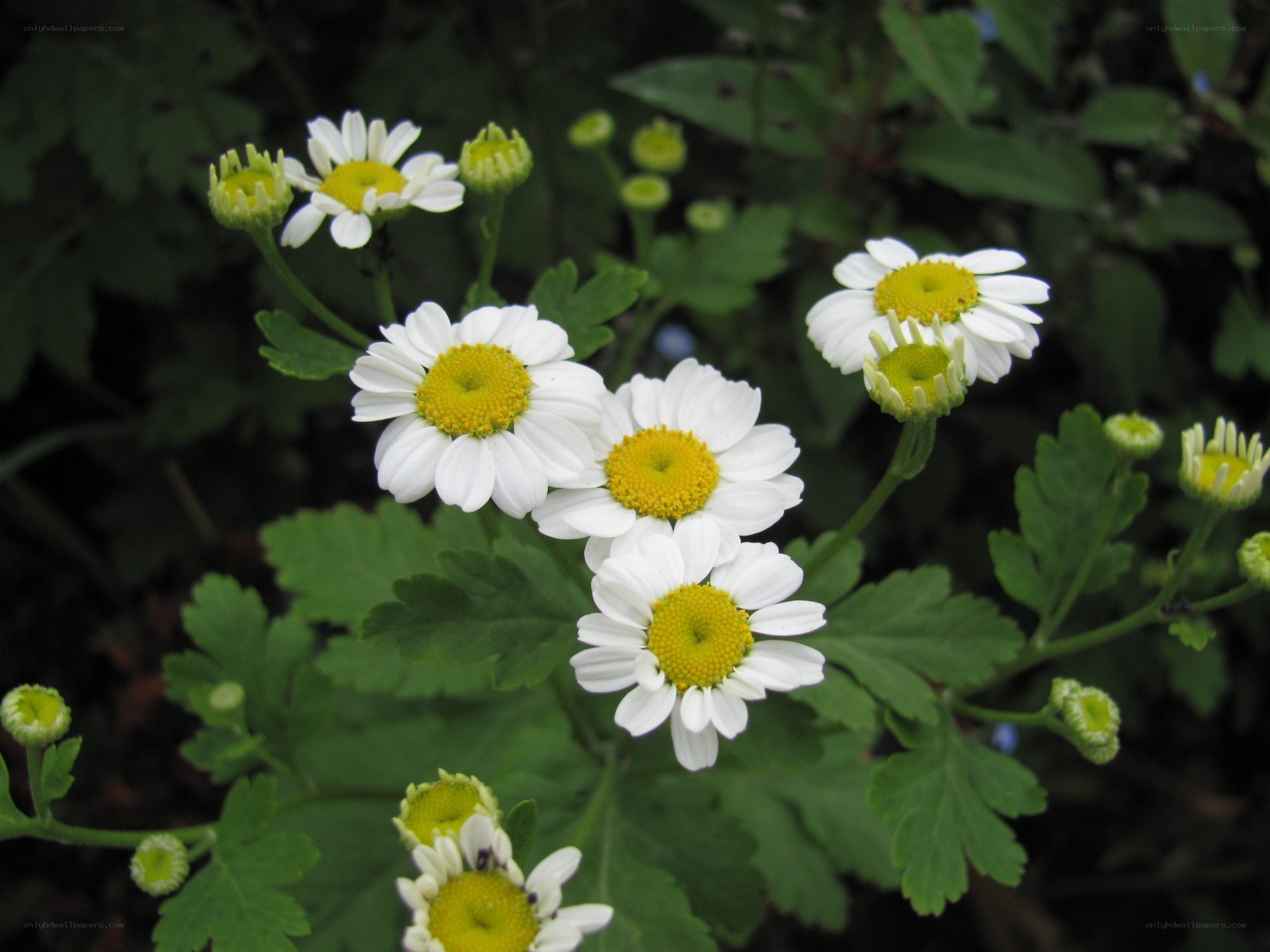 white daisies with yellow centers