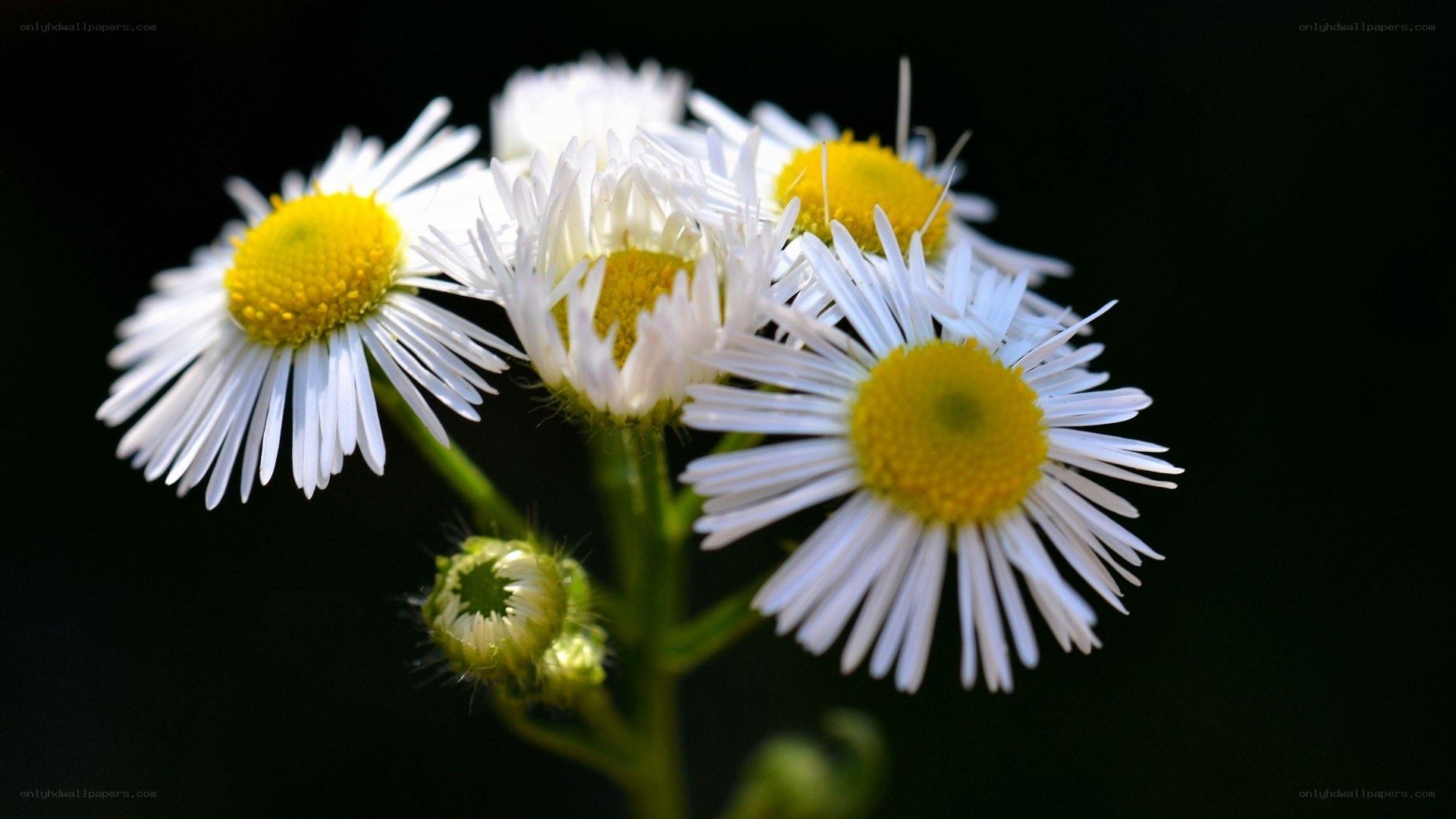 White daisies with yellow centers