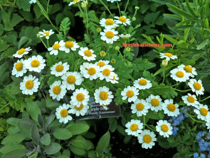 White Daisies with Yellow Centers — Calm, Afternoon