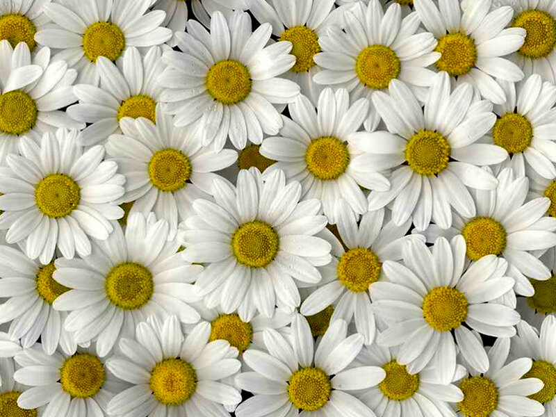 White Daisies with Yellow Centers — Calm, Photograph