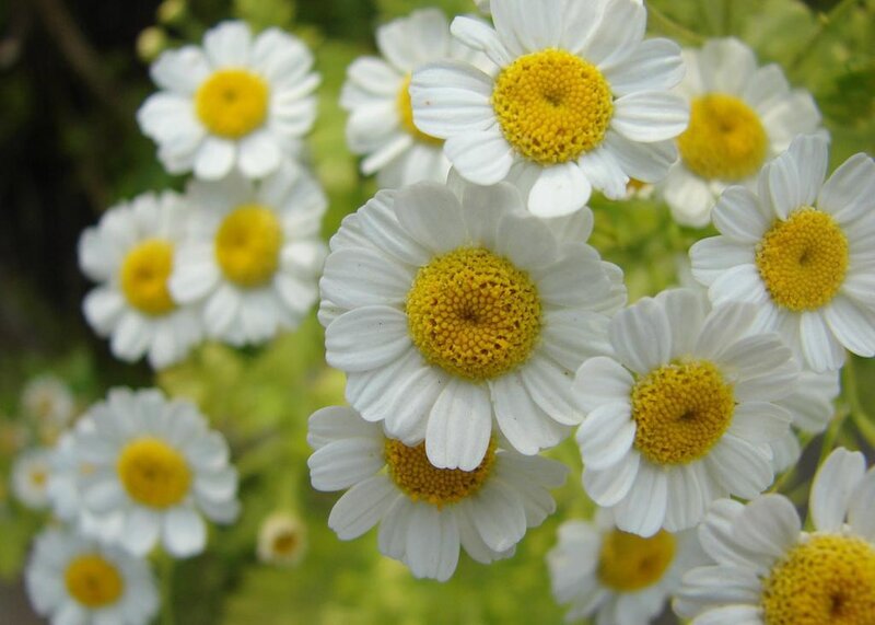 White Daisies with Yellow Centers — Calm, Spring