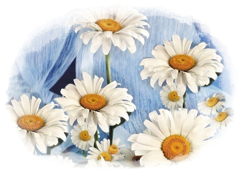 White Daisies with Yellow Centers — Calm
