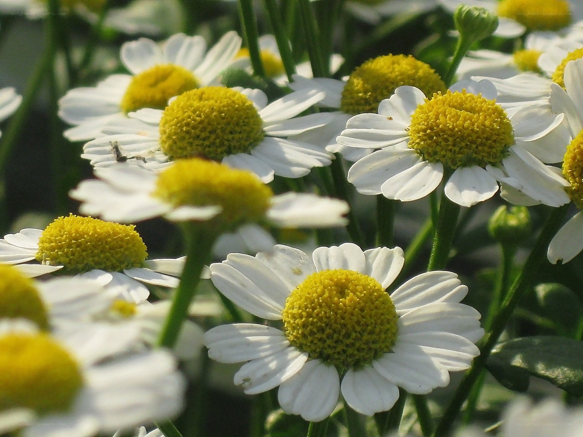 White daisies with yellow centers