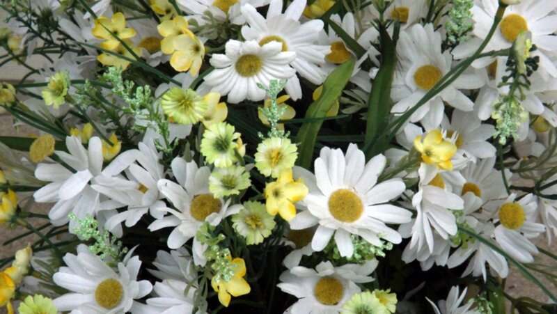 White Daisies with Yellow Flowers