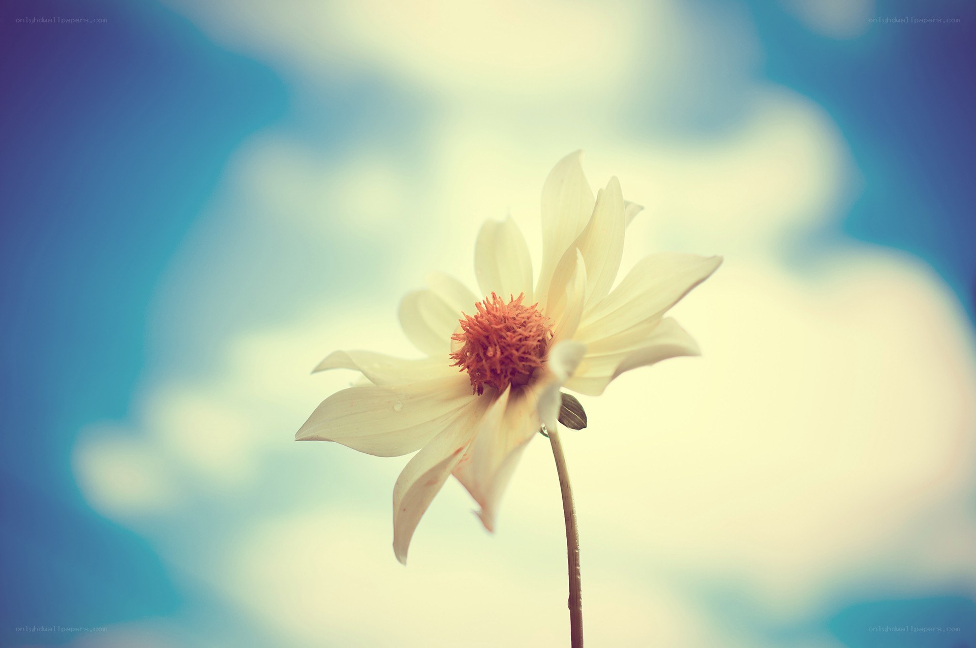 white daisy against blue sky