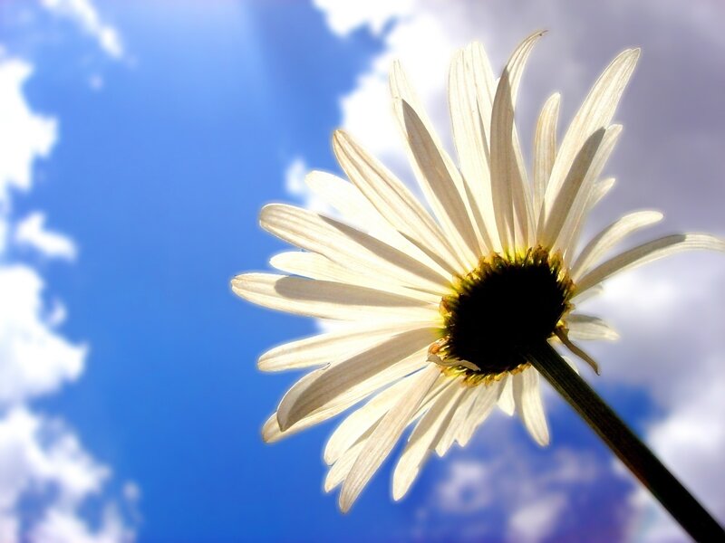 White daisy against blue sky