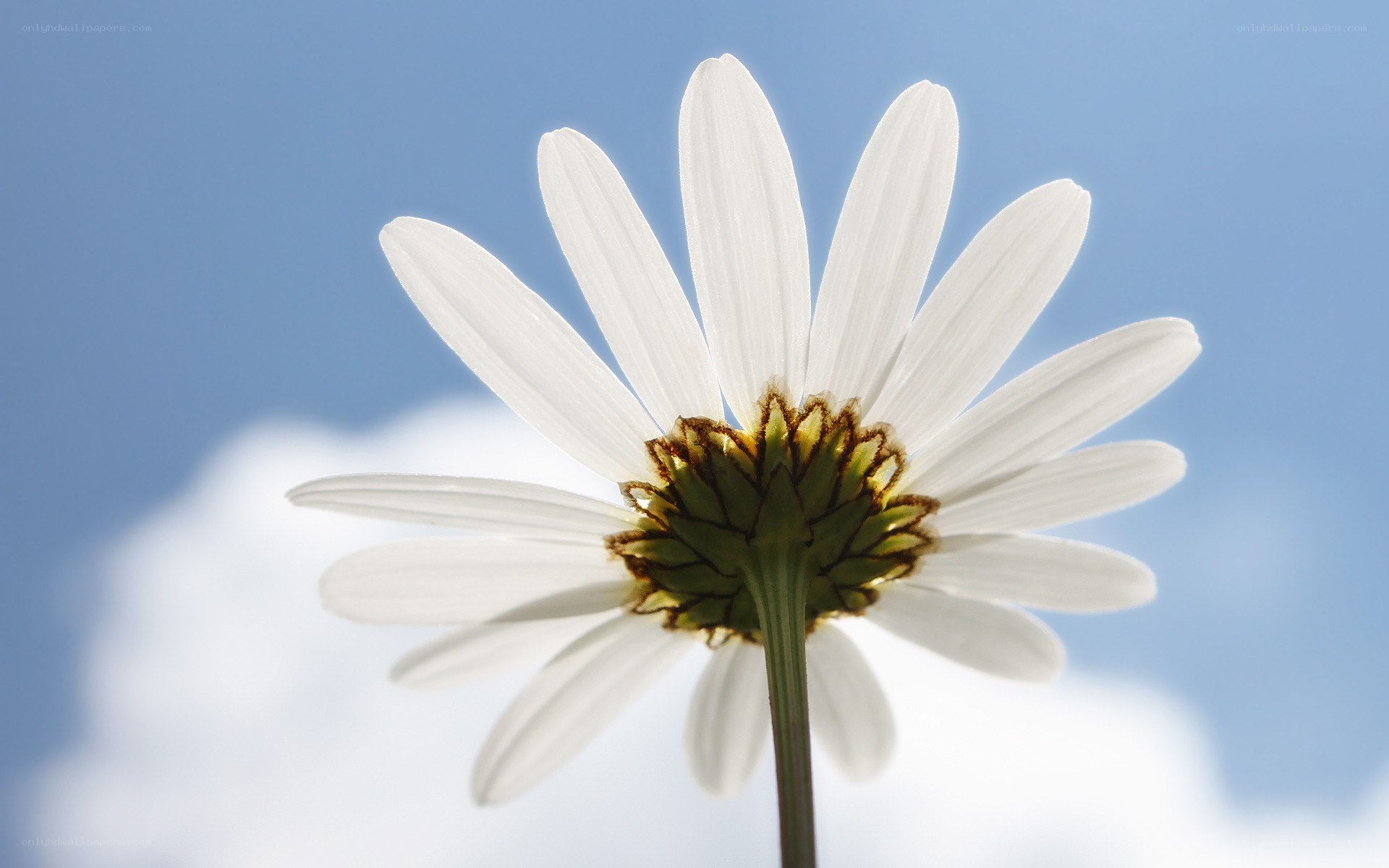 White daisy against blue sky