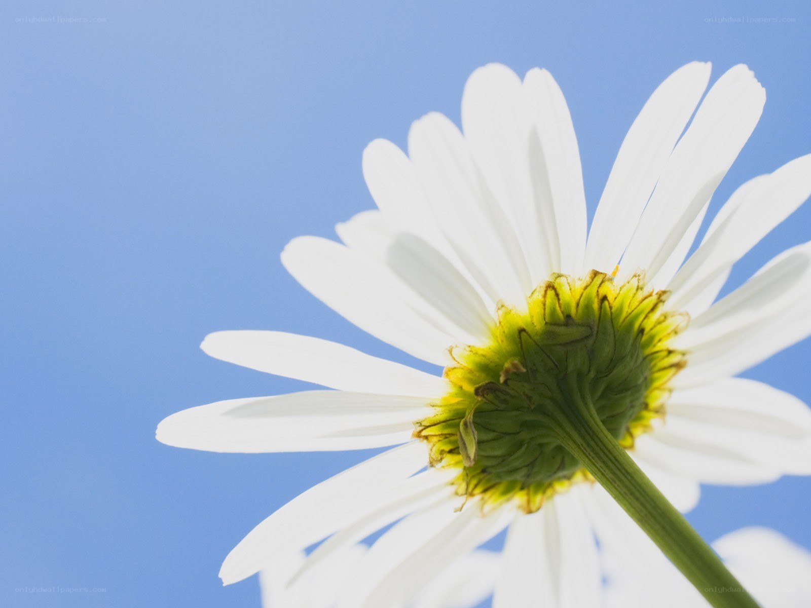 White daisy against blue sky