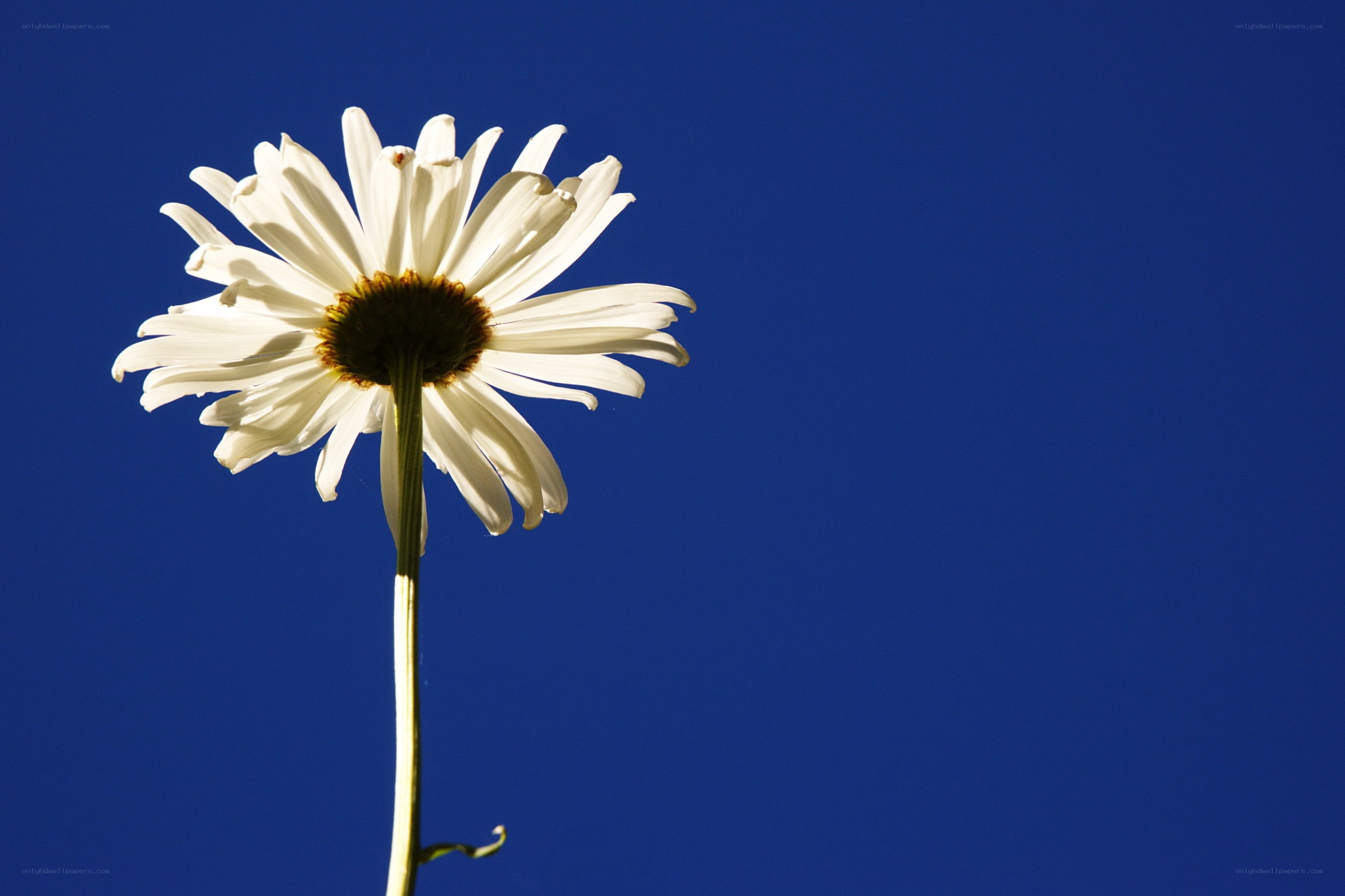 White daisy against blue sky