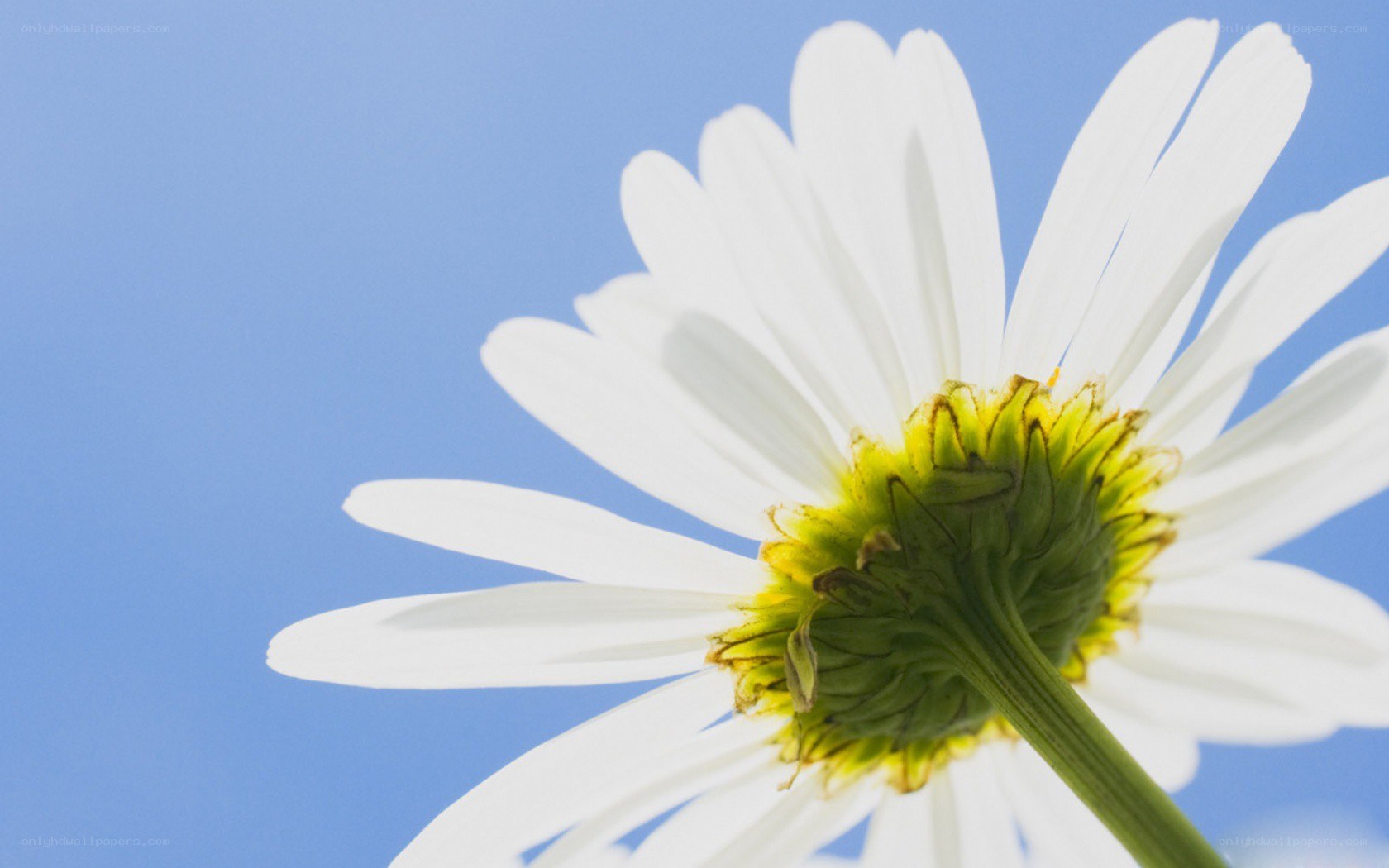 White daisy against blue sky