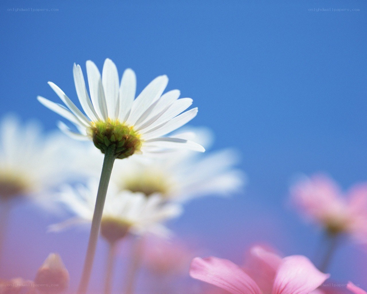 White daisy against blue sky