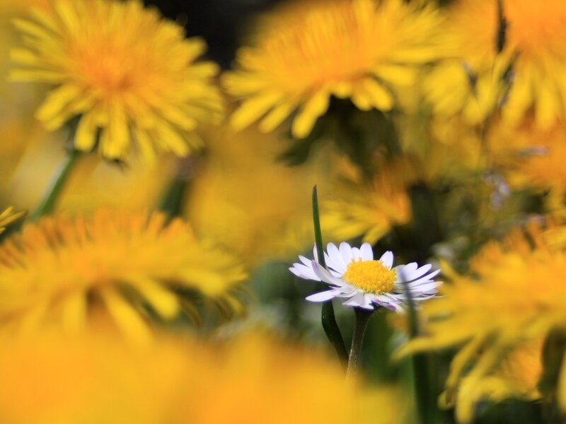 White Daisy Among Yellow Flowers