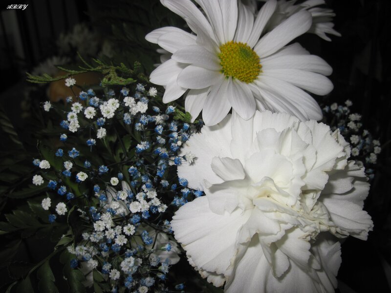 White Daisy and Carnation