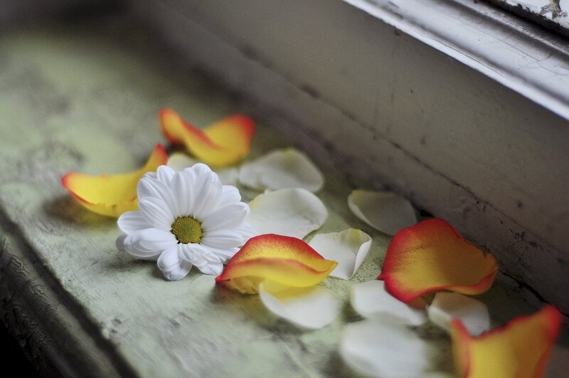 White Daisy and Petals