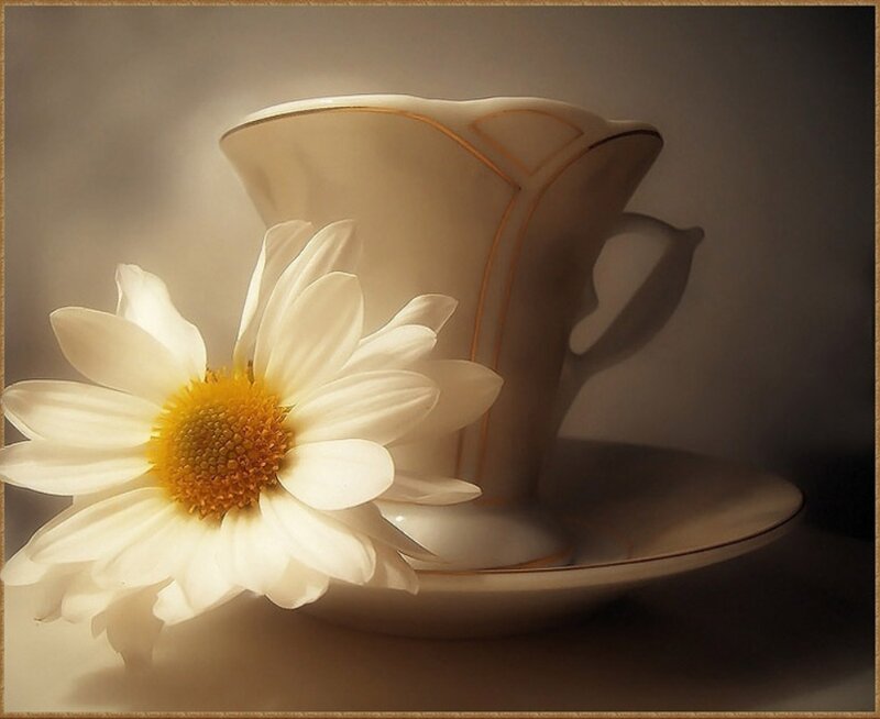 White Daisy and Teacup