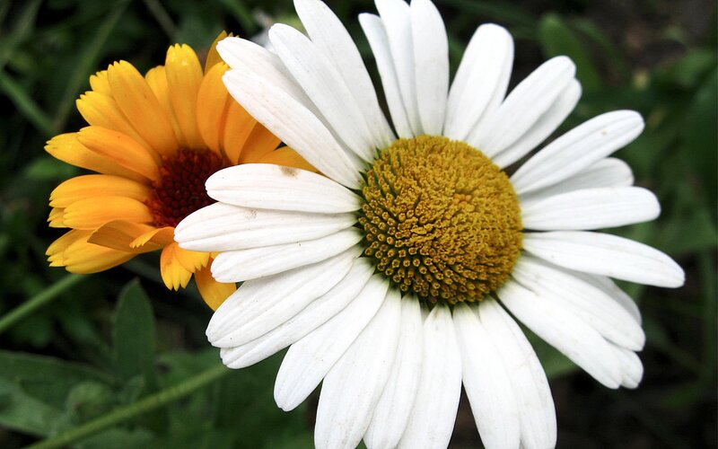 White Daisy and Yellow Flower
