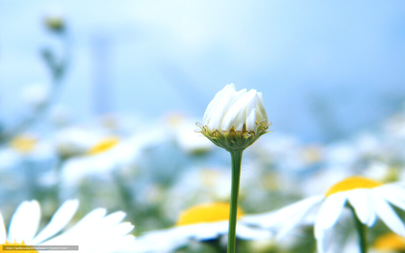 White Daisy Bud