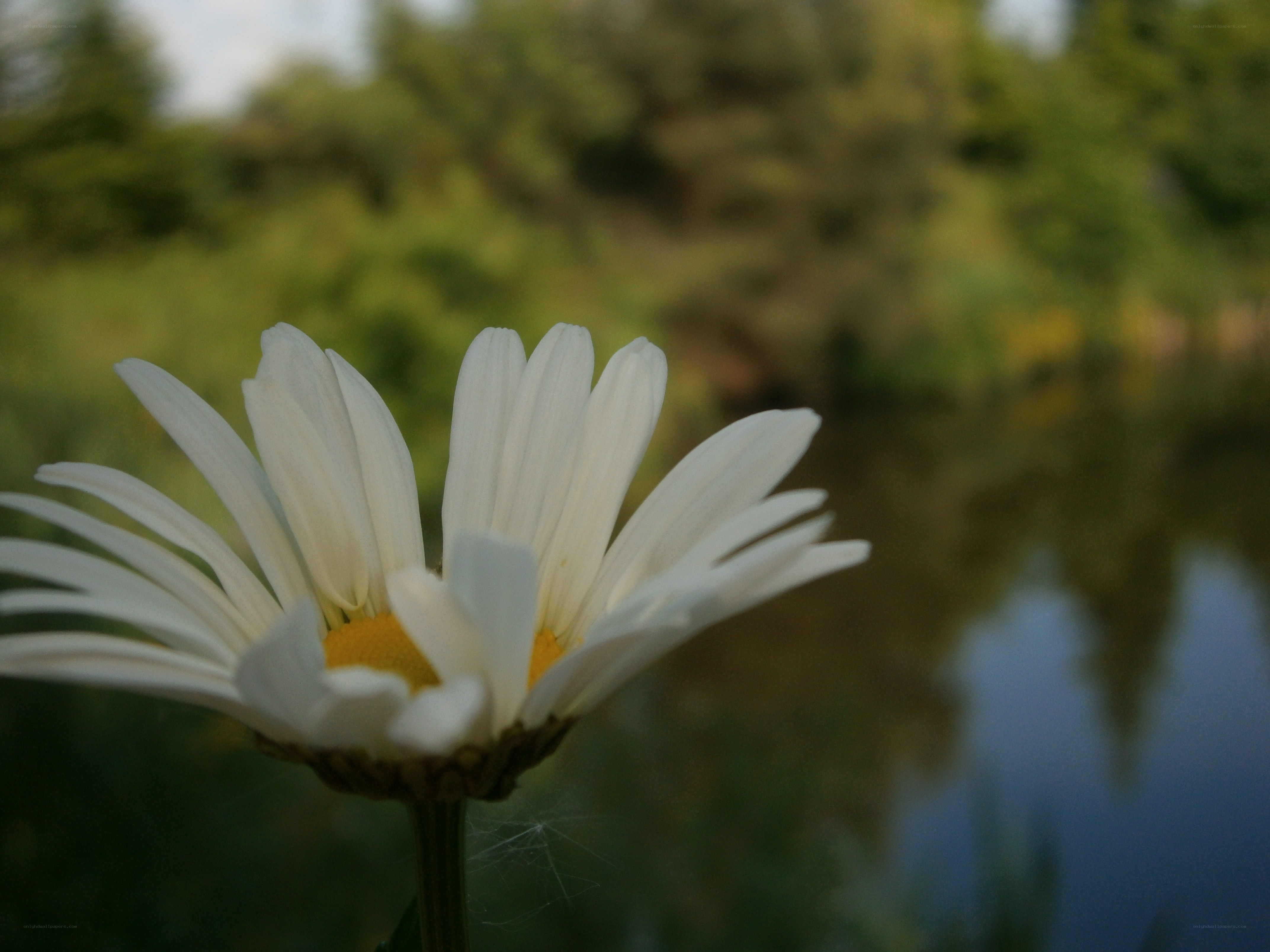 White daisy by the water