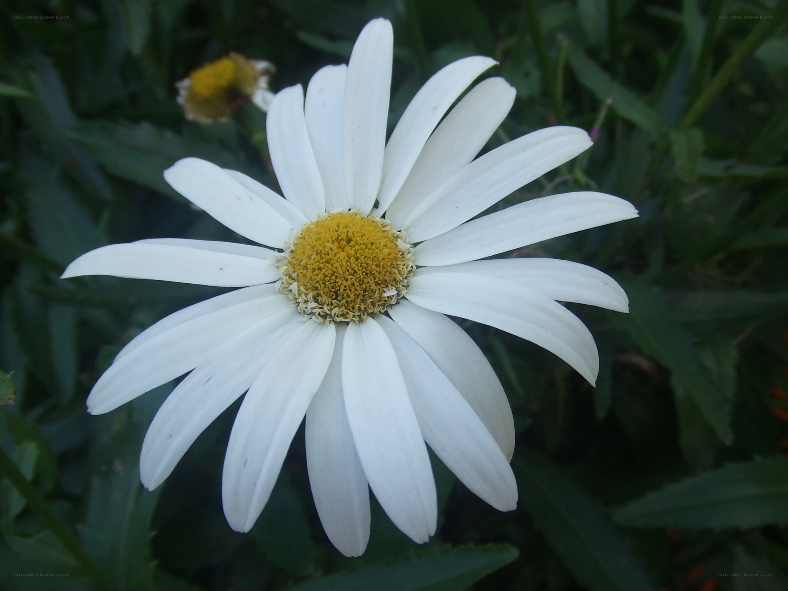 white daisy flower