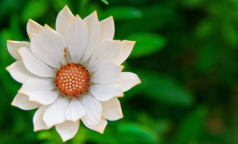 white daisy flower