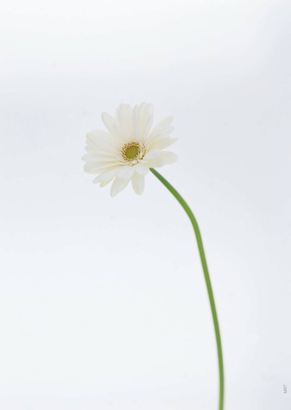 White daisy flower