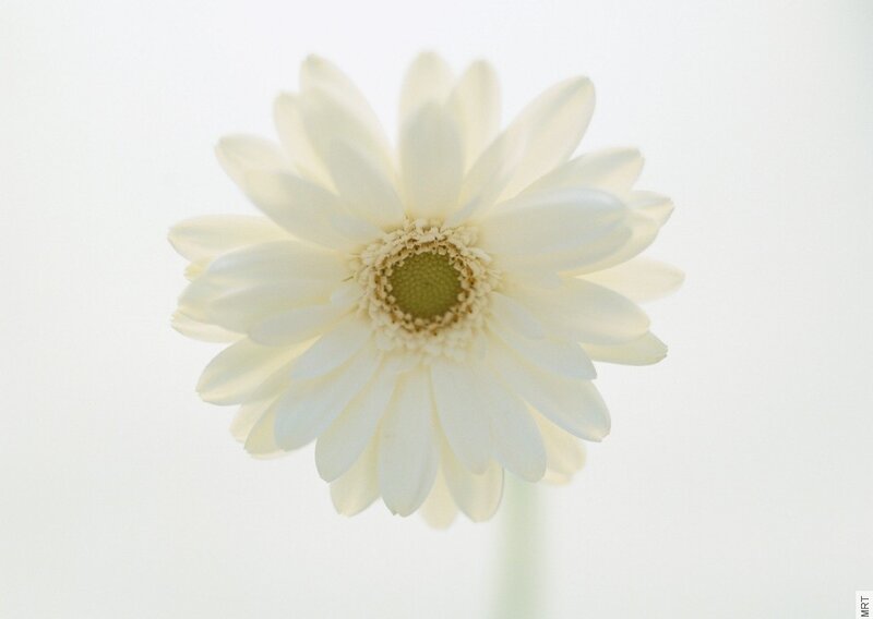 White daisy flower