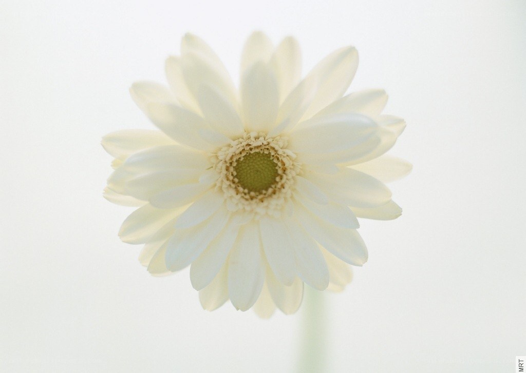 White daisy flower