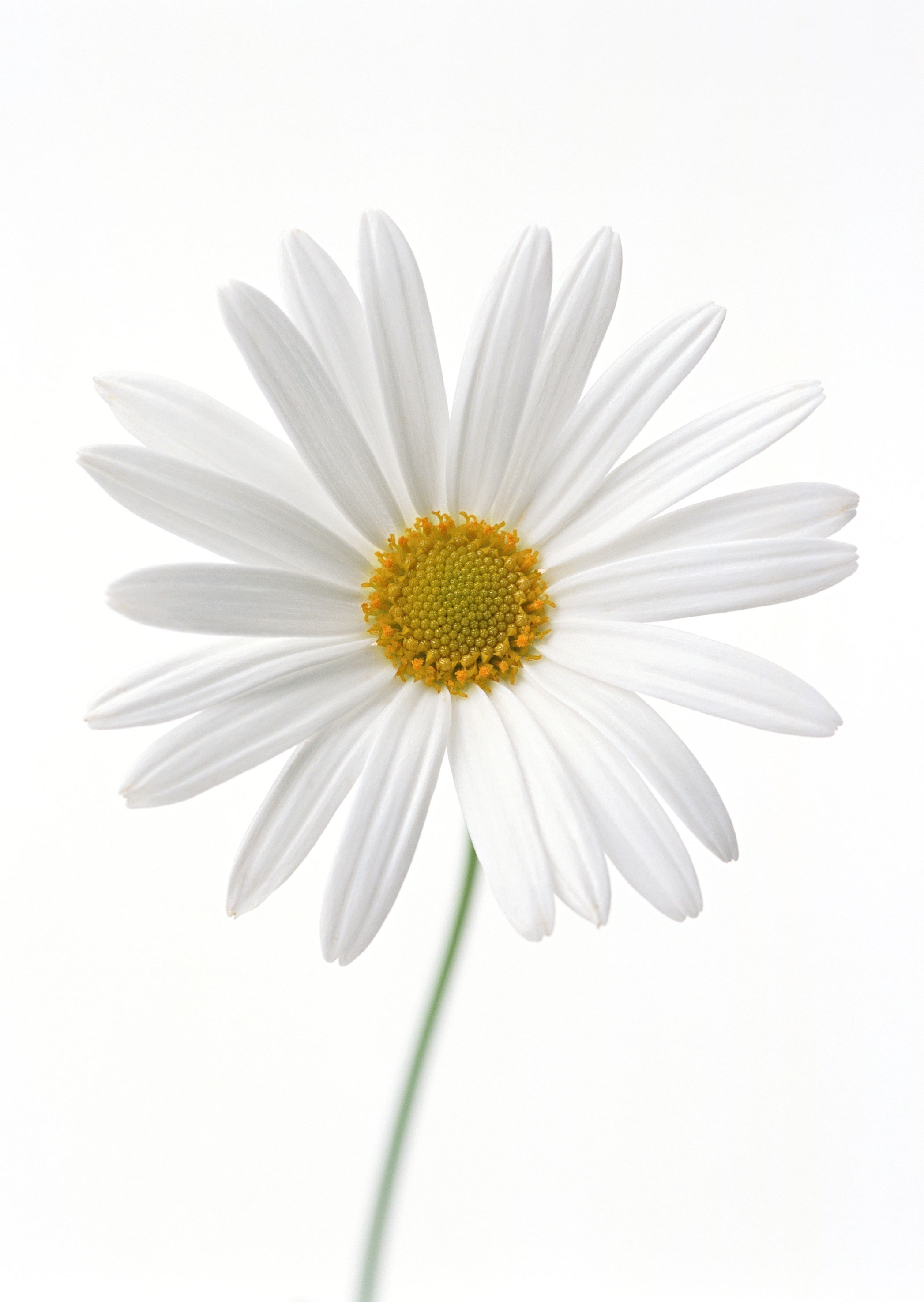 white daisy flower