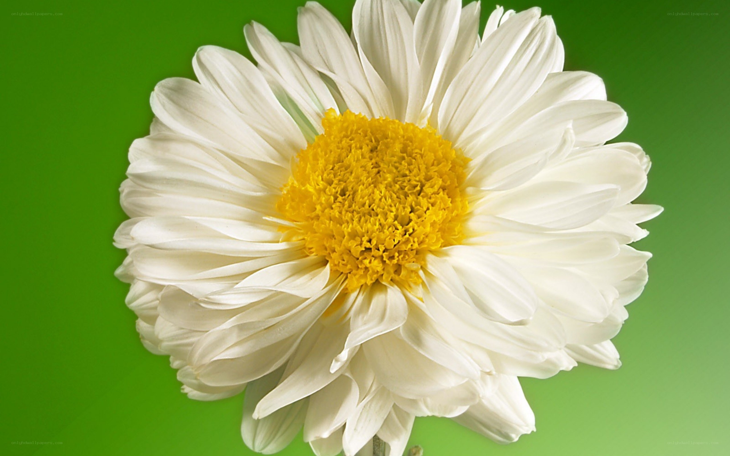 white daisy flower