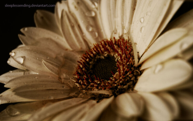 White Daisy Flower — Beige