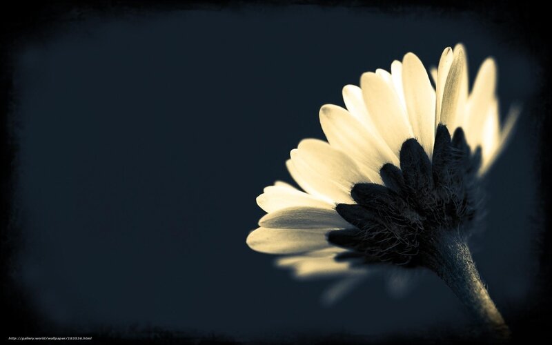 White Daisy Flower — Black, Dramatic, Photograph, Stem, Dark Background
