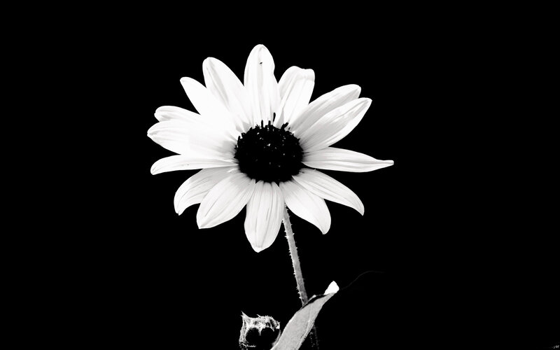 White Daisy Flower — Black, Dramatic, Photograph, Stem, Leaf