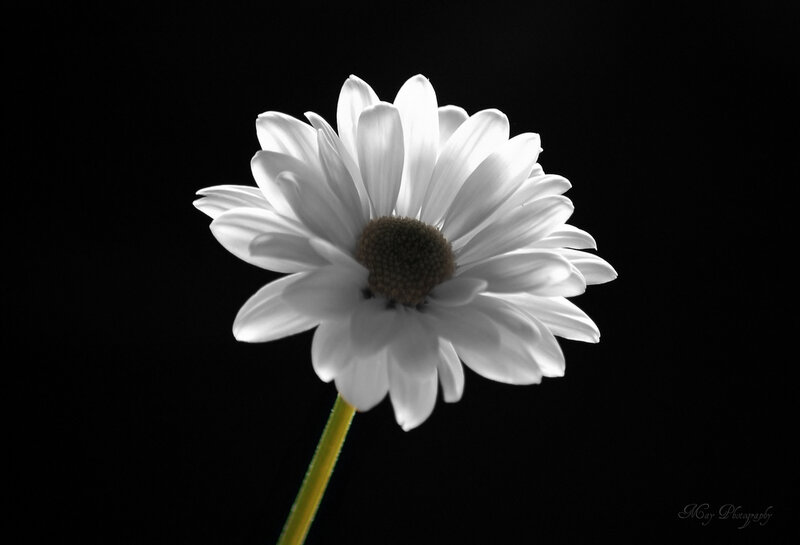 White Daisy Flower — Black, Dramatic, Photograph, Stem